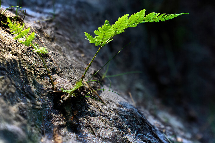 stack_fern 142_pyram