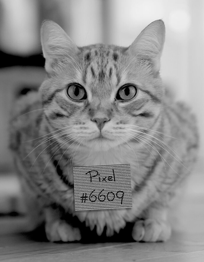 Mugshot-1800