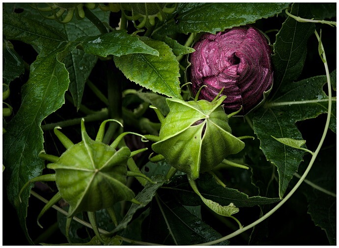 stack__DSC5496_pyram