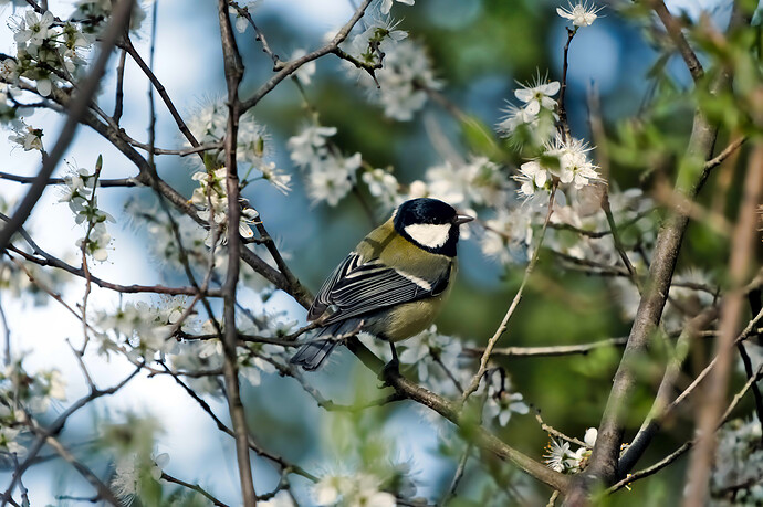 20260314_0007 ART and GIMP (jpegli)