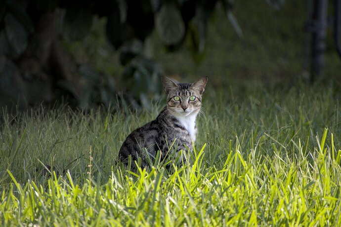Adjusted Cat 7E4A3725