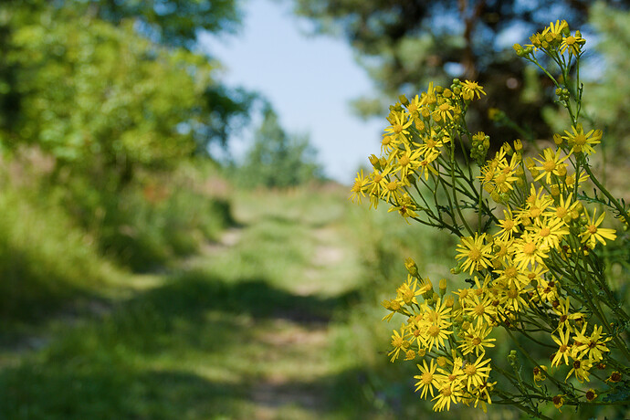 P1030581 DT Linear Rec709