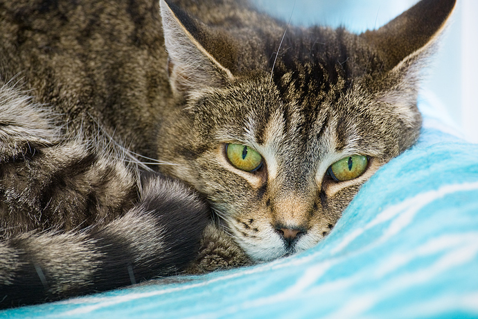 cares-20170727-4254_jac