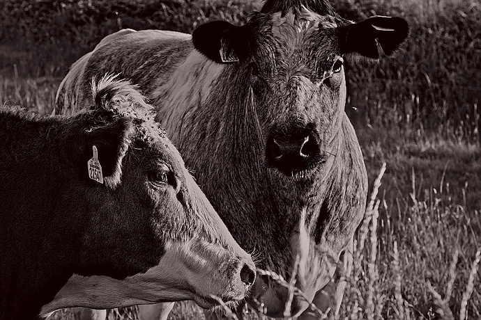 Bull2431Dark