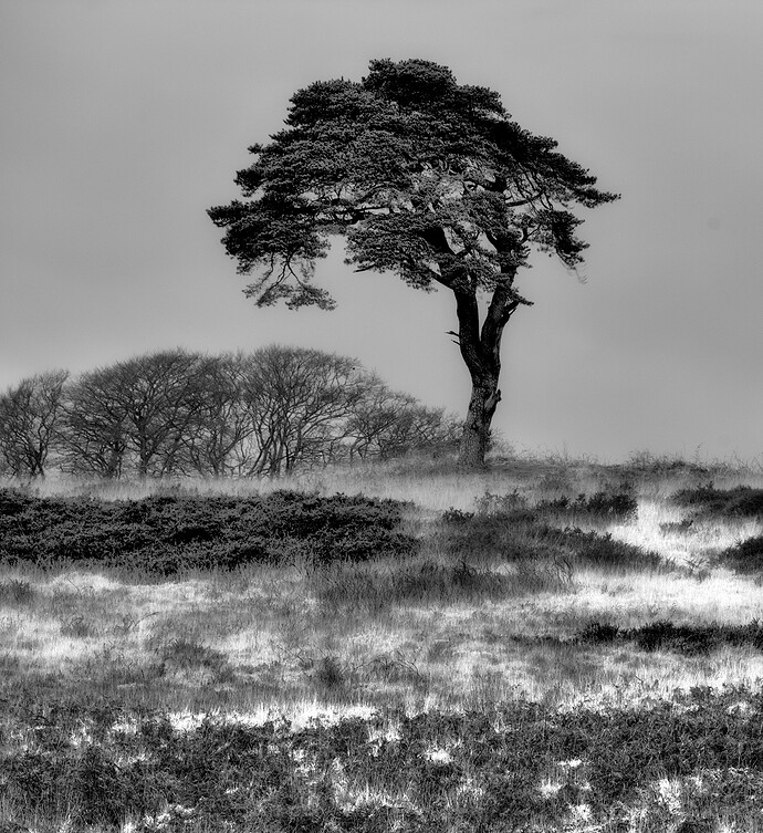 2026-01-02 _MG_8061-Tree-playraw