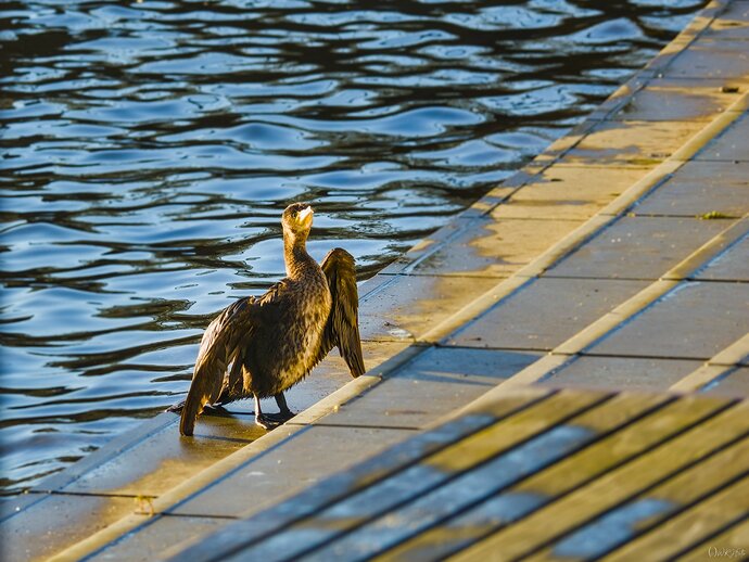 2512_Ümminger See vor Weihnachten_0031_01
