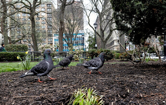 Pigeons_MG_3199-2026.04.03