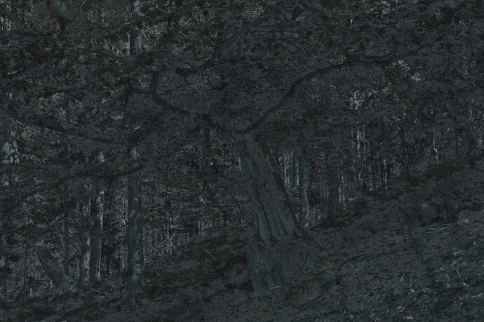 moonlit_bark