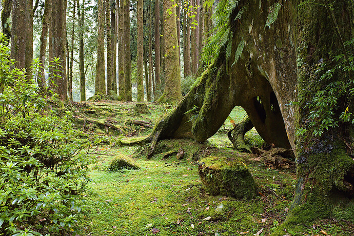 20241031_0302 RawTherapee GIMP (Jpegli)