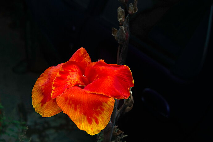 Home - Flowers_P1020514