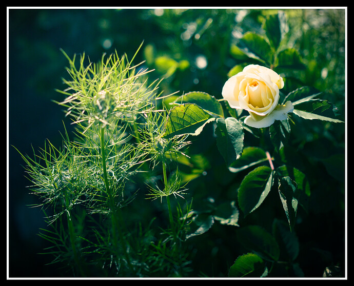 Rose_Bush