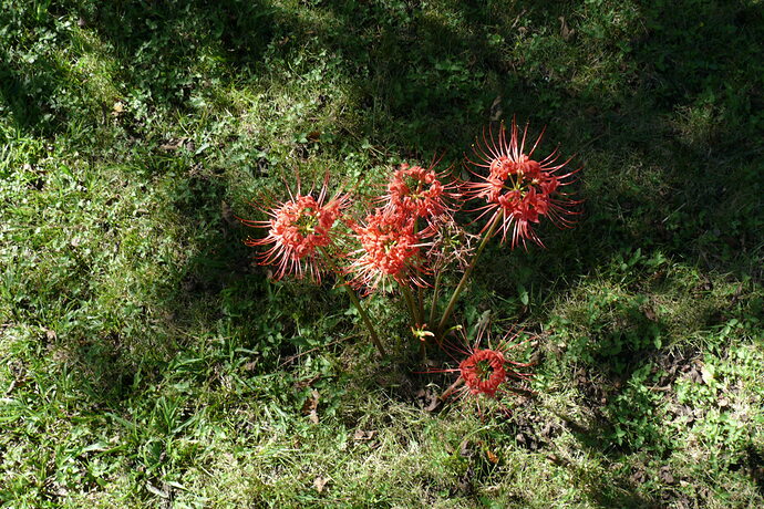 L1000184