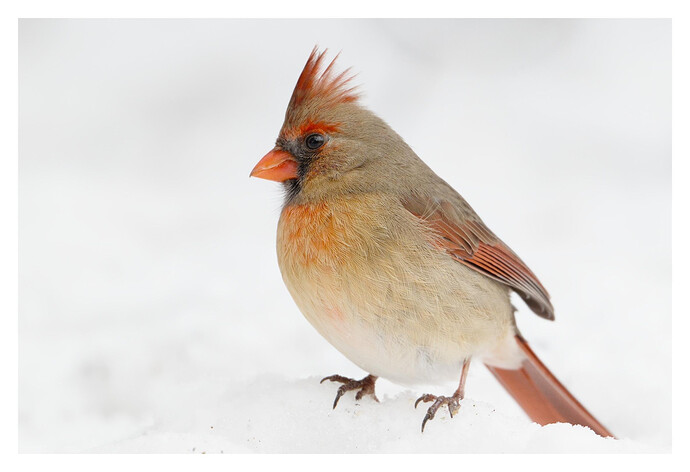 Cardinal - female