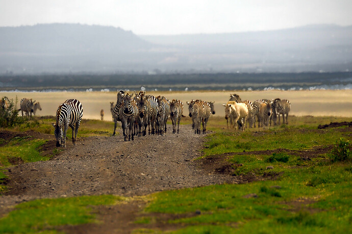DSC_3931 Rawtherapee GIMP (Jpegli)