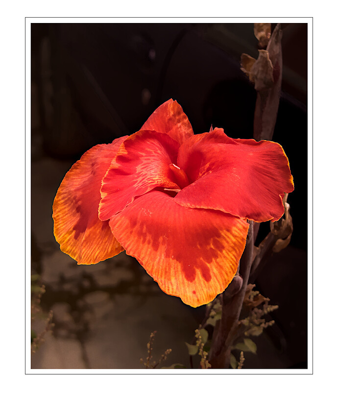 Home - Flowers_P1020514