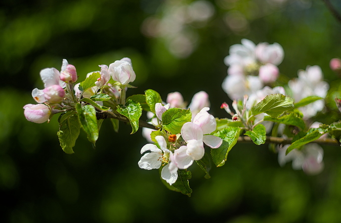 Picknick på vår bröllopsdag-0003
