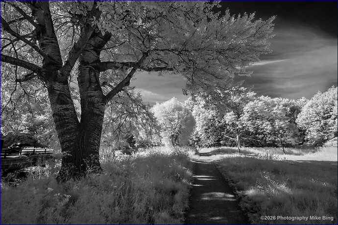 FMG12581-F11mm-A10.0-RongebosIrix11-ISO100-dt_v1-illustration40-tonemap50-2026-web