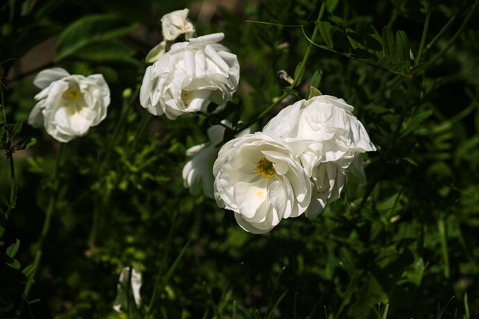 P1010645