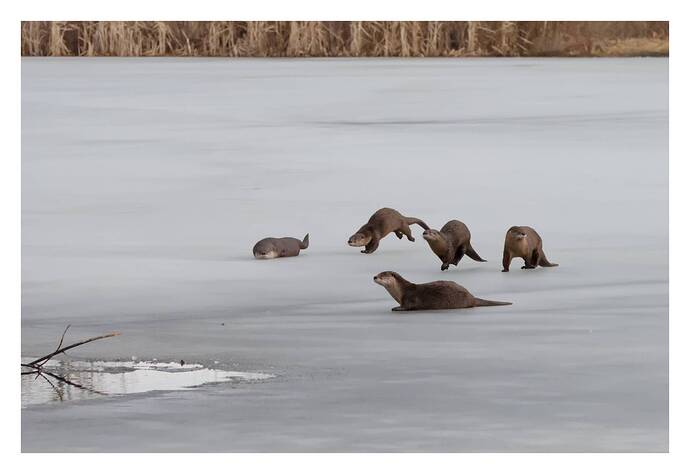 2017-03-15_07-06-06_3_denoised_PlayRAW