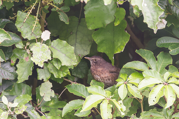 2026-03-30_16-51-05.25_DSC1879