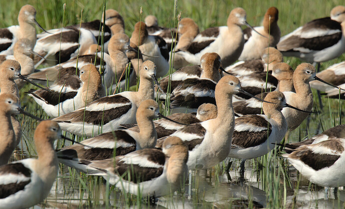 DSC_8957-Avocets-rawconvert-edit-V1-SN-sRGB