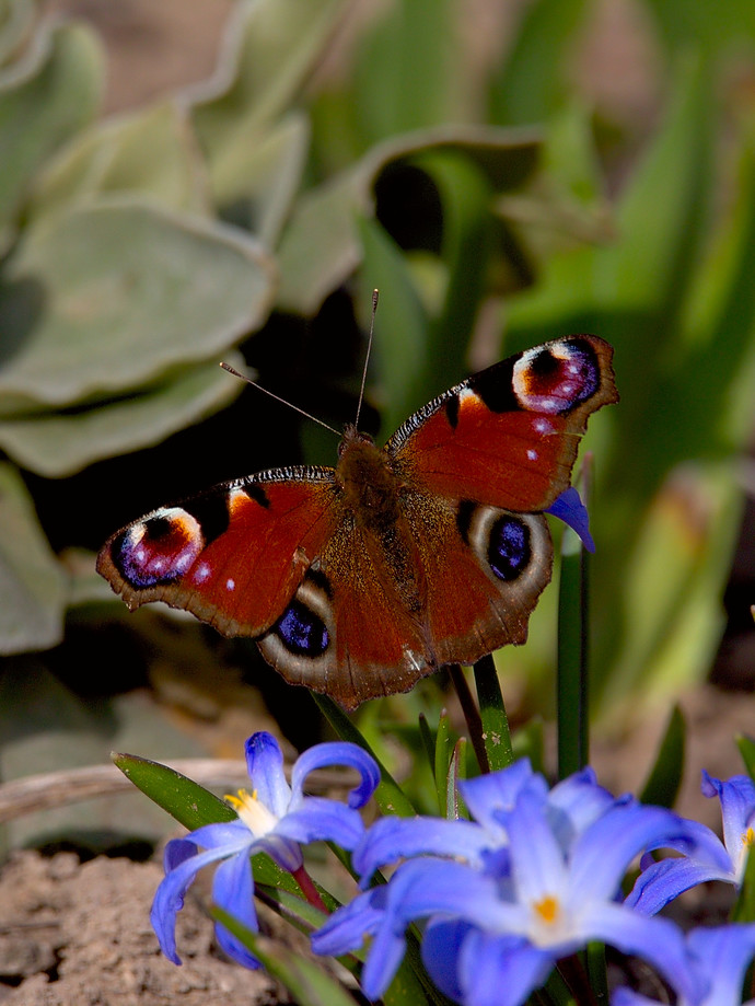 IMG_1687-PhotoFlow-GIMP-LAB