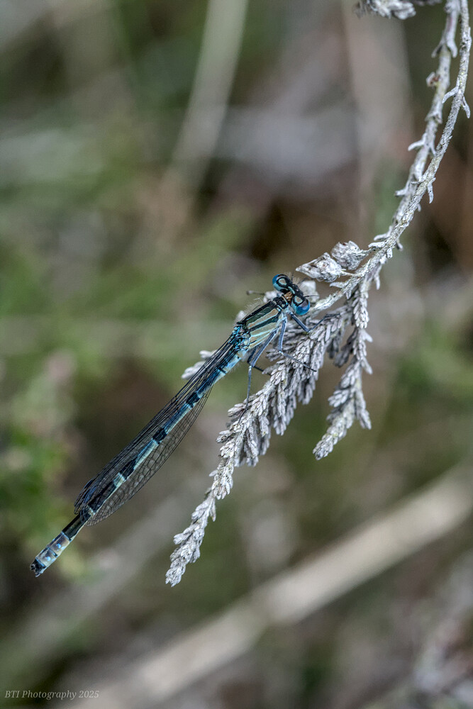 IMG_0050-Edited_ DCC