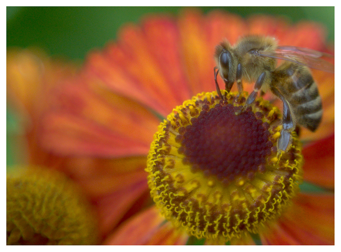 20190820_S%C3%BCdpark_Bl%C3%BCten_8112_B