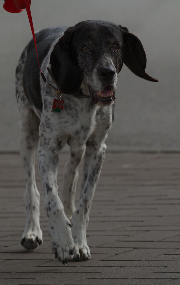 dogs-vancouver-20130908-0670