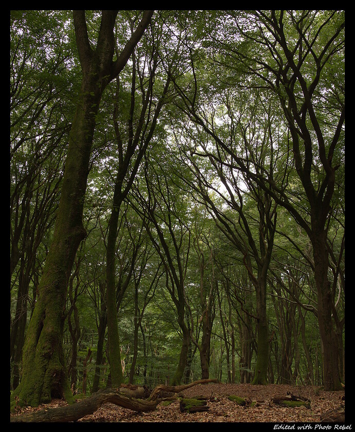 DarkForest_HD