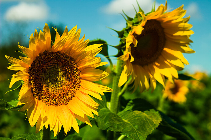 IMG_6146 DT color calibration