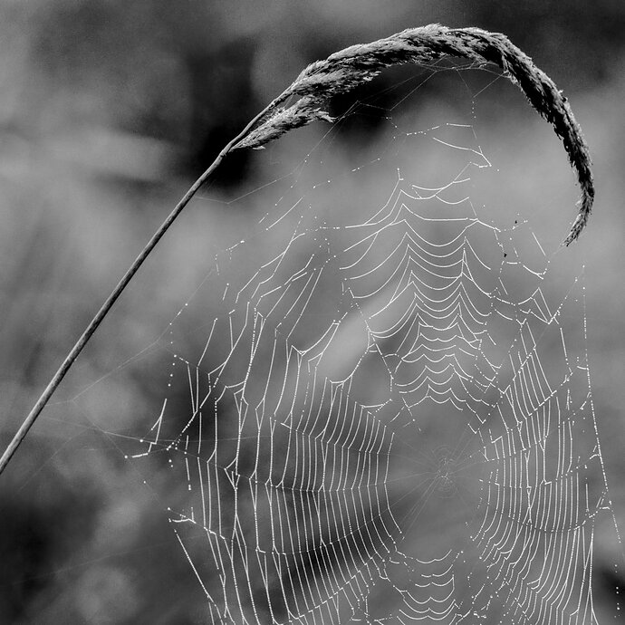 Morning Web FWR_9052_05