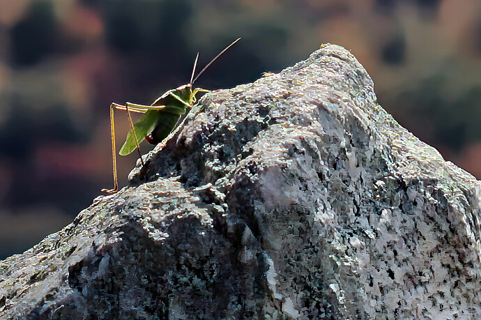 DSCF0846-GIMP crop (Jpegli)