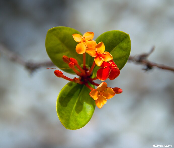 Flower in center, with 3 leaves