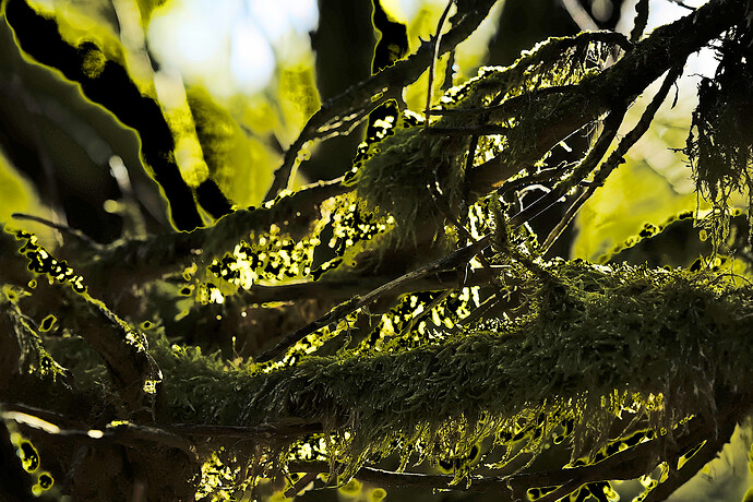 AWP07087-RawTherapee and GIMP1 (Jpegli)