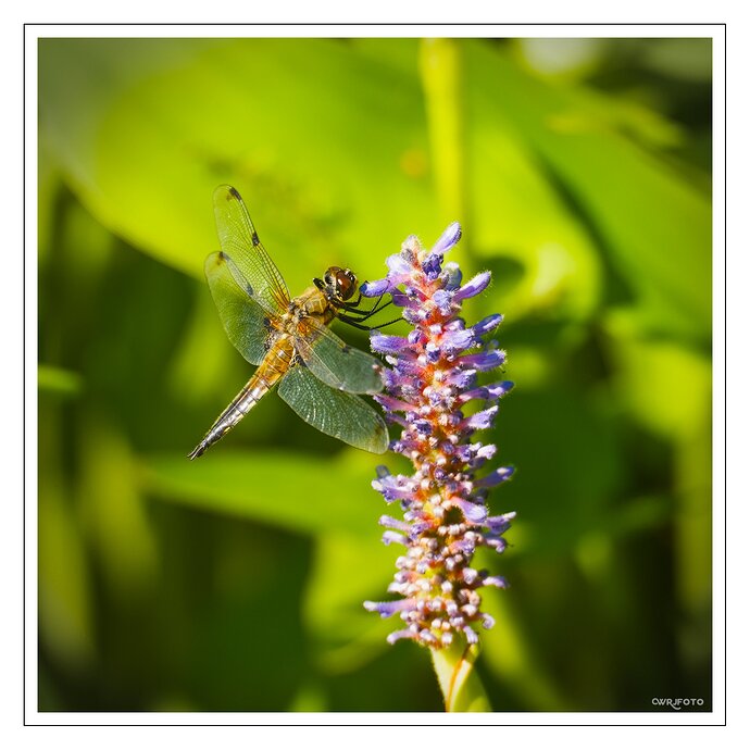 2607_Blumen und Libellen_030_02