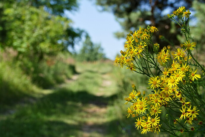 P1030581 Rawtherapee DCP