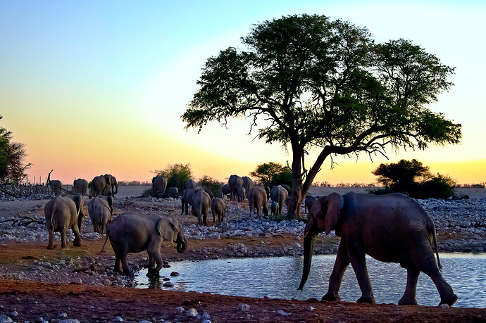 6W4A5041 ART and GIMP (Jpegli)