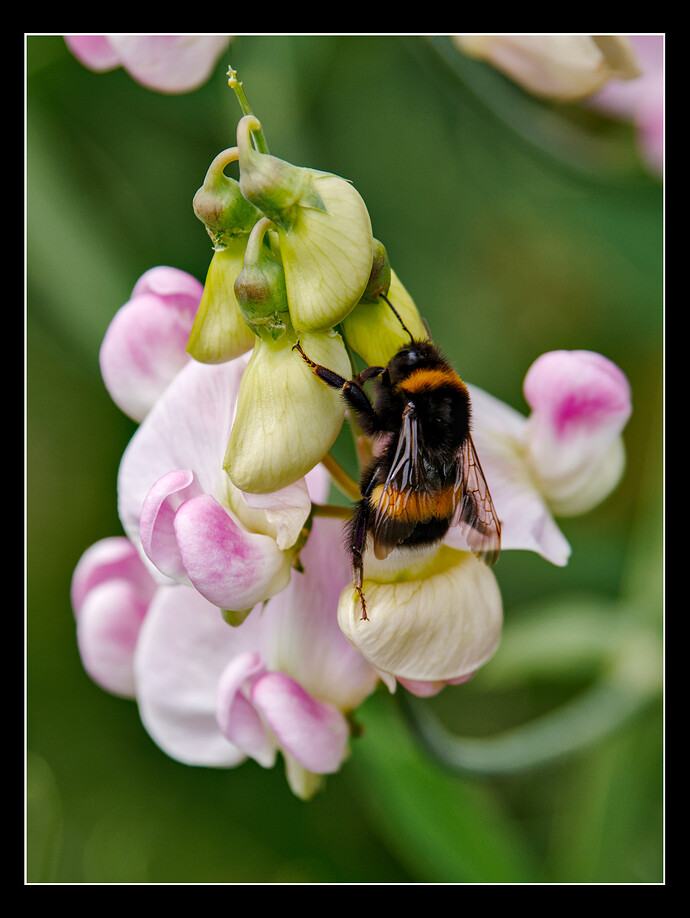 2507_SommerimGarten_0069