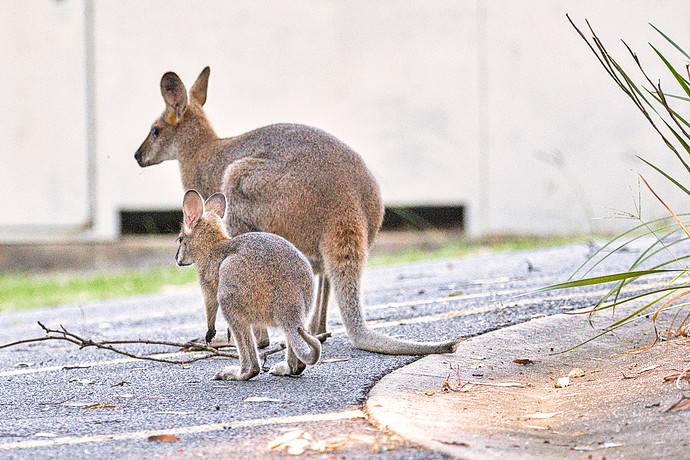 2021-04-21_16-31-10.29_DSC9102