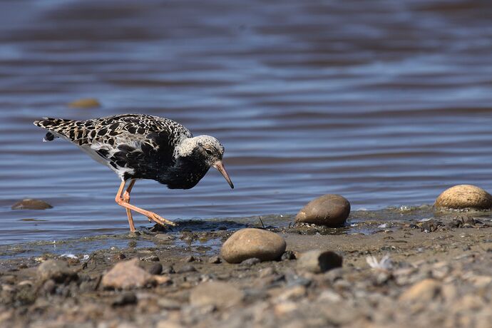 Original photo -RAW fil