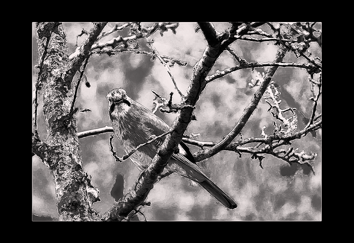 EurasianJay_Pencil_2026-03-09-G'Mic