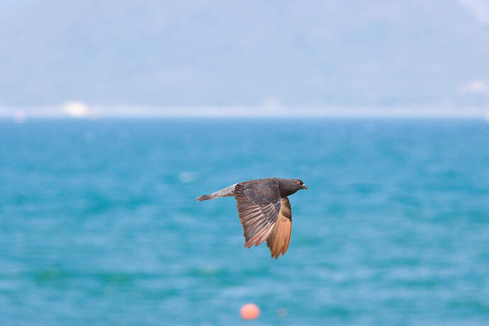 IMG_4575 copy