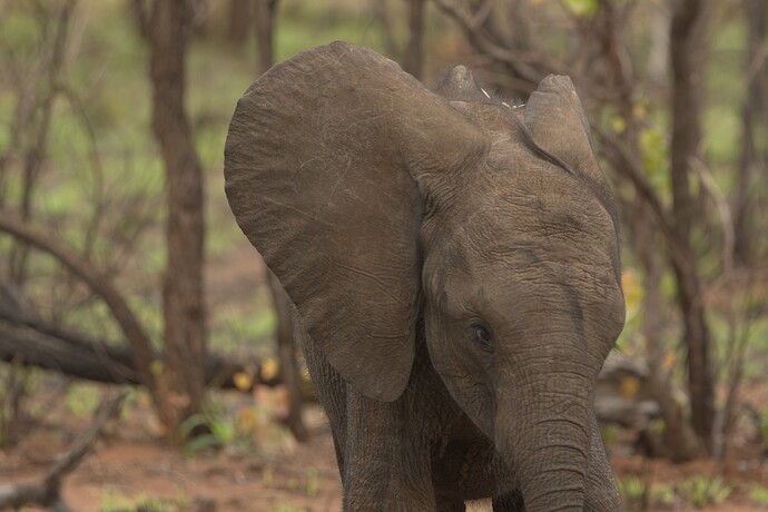 DSC06216 Small jpg copy of RAW file