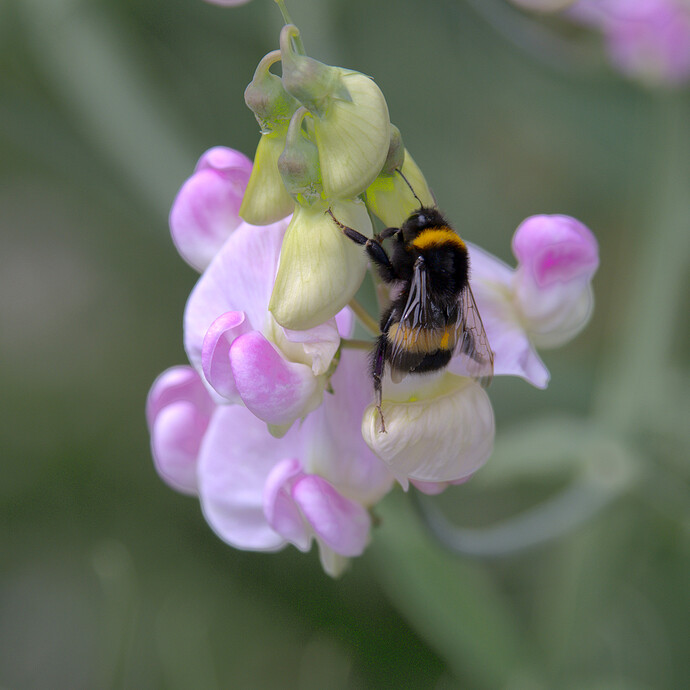 2507_SommerimGarten_0069_1