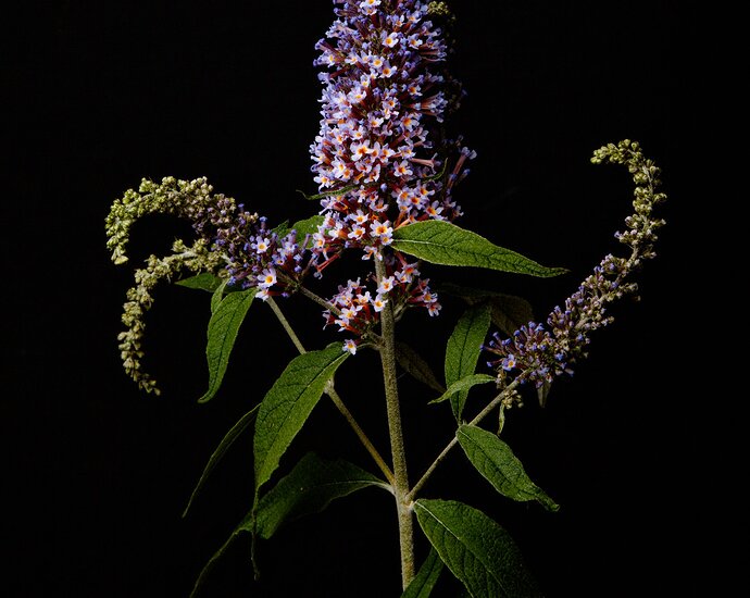 26-06-21 _MG_1106