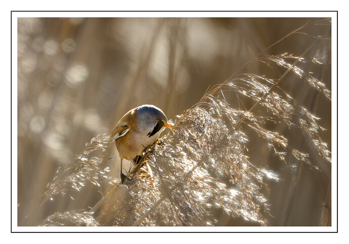 2025-02-01 @14-19-21 CO5A2988