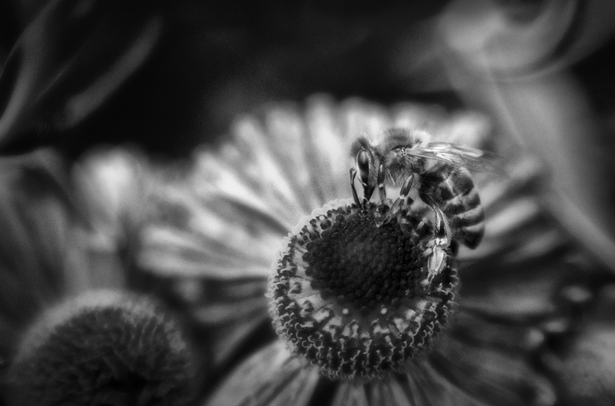 20190820_S%C3%BCdpark_Bl%C3%BCten_8112_B_01