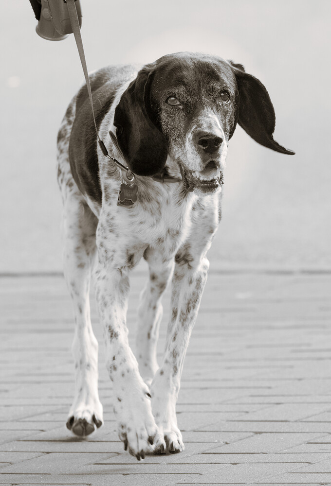 dogs-vancouver-20130908-0670