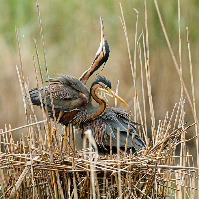 purple heron_02